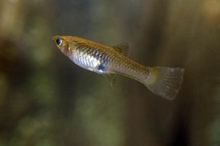 Poecilia wingei – Endler’s Livebearer — Seriously Fish