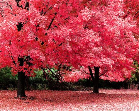 Beautiful Pink Tree Wallpapers Top Free Beautiful Pink Tree