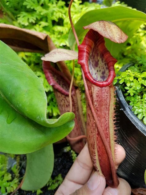 A Hand Holding A Pitcher Plant With Red Flowers And Green Leaves In The