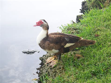 Muscovy Duck University Of Miami Florida Mark Janetos Flickr