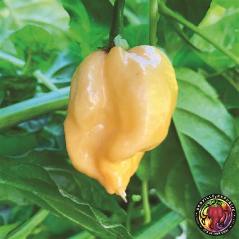 Bengal Naga Peach Chilli Seeds Scoville Republic