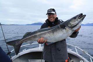 Big Fishes of the World: COALFISH (Pollachius pollachius)