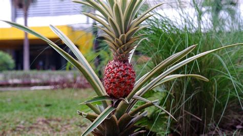 Planta De Piña Te Decimos Cómo Sembrarla En Tu Hogar