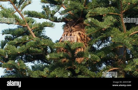 European Owl Species Stock Videos And Footage Hd And 4k Video Clips Alamy