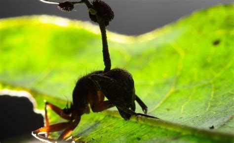 Climate Change Forced Zombie Ant Fungi To Adapt – Eurasia Review