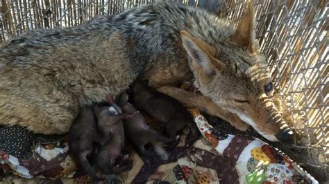 La Historia De Ángel Una Coyote Ciega Desnutrida Y Con Un Bala En Su Cabeza Que Dio A Luz 5