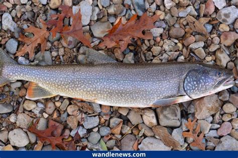 Brown Trout vs Rainbow Trout - What's the Difference?