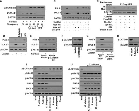 SyK ROS Stabilized Catenin Mediates Dectin 1 Ligand Induced Expression