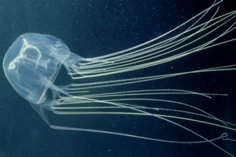 10 Facts about Box Jellyfish | Fact File