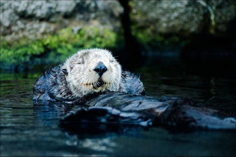 Visit the Duluth Aquarium this Fall