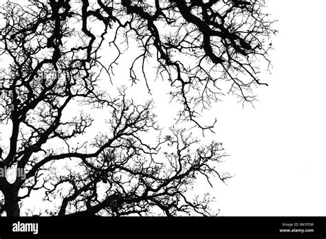 Eiche Baum Zweige Silhouette Schwarz Und Weiß Stockfotografie Alamy