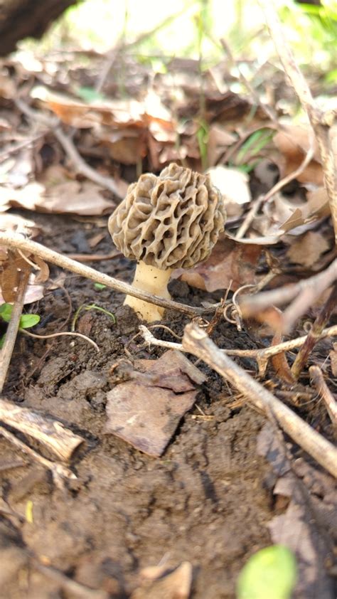 White Morel From Festus MO USA On April 2 2024 At 12 04 PM By Mike