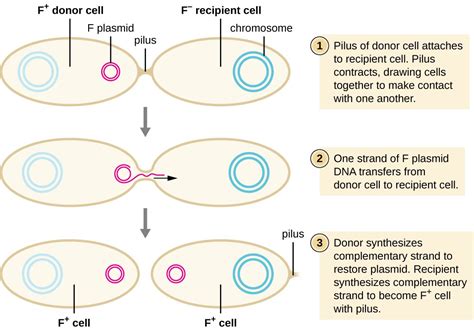 How Asexual Prokaryotes Achieve Genetic Diversity Microbiology