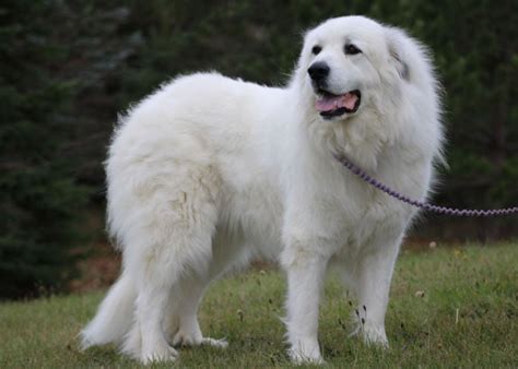 Great Pyrenees Dog Breed Profile Top Dog Tips