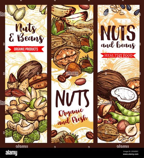 Nuts Beans And Fruit Seeds Mix Sketch Banners Vector Design Of Peanut