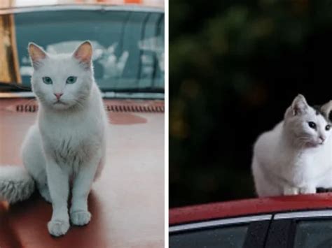 C Mo Mantener Alejados A Los Gatos De Tu Auto Trucos Para