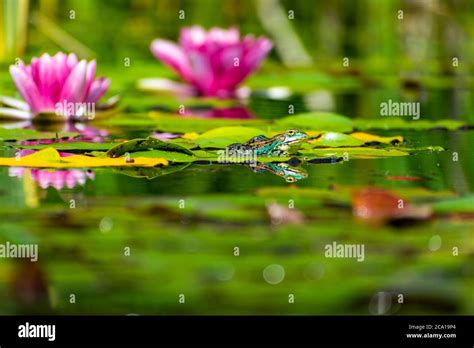 A Photograph Of A Frog Resting On A Lilypad Stock Photo Alamy