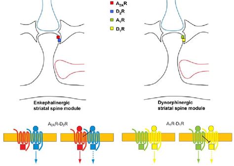 Figure 1 From Adenosine A1 A2a Receptor Heteromers New Targets For Caffeine In The Brain