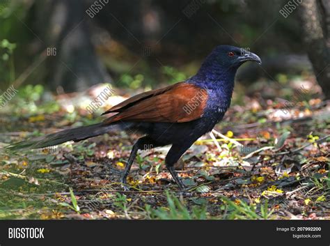 Greater Coucal Image And Photo Free Trial Bigstock