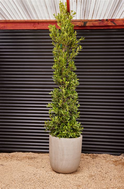 Ficus Nitida Blvd Nursery