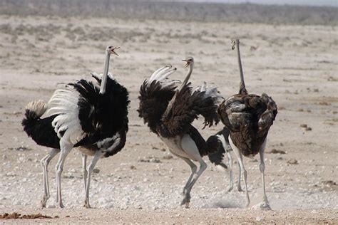 Fighting Ostriches Photograph by Jim Phares - Fine Art America