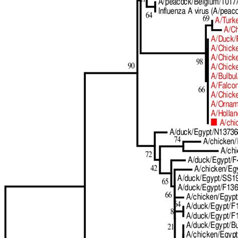 Phylogenetic Analysis Of The HA Nucleotide Sequence Of Influenza A H5N8