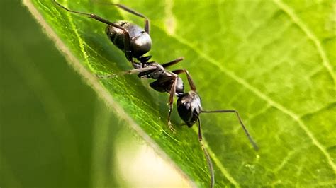 Descubre el significado de soñar con hormigas negras Sorprendente