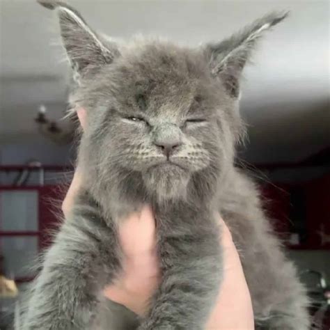 These Maine Coon Kitten Siblings Were All Born With The Grumpiest And