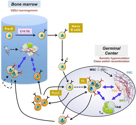 Follicular Lymphoma Pathogenesis The First Step Of Follicular Lymphoma Download Scientific