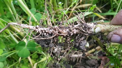 Fertiliser Et Am Liorer Naturellement Le Sol De Son Potager Gr Ce Aux