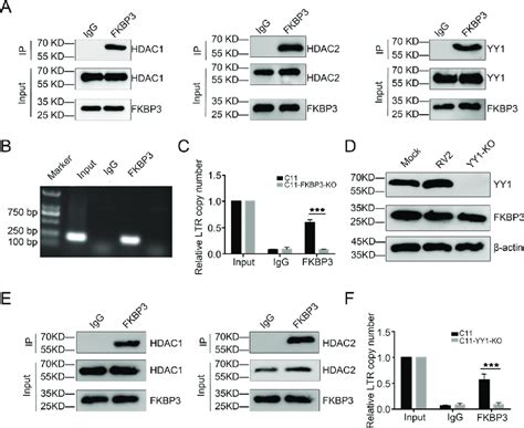 Fkbp3 Could Interact With Yy1 And Hdac12 And Indirectly Bind To The