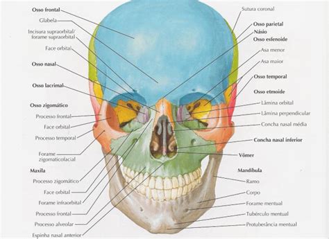 Ossos da Face anatomia quais são nomes Planeta Biologia