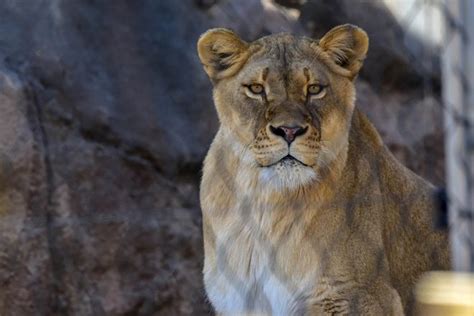 Maryland Zoo Lion Habitat Reopens Tomorrow The Maryland Zoo