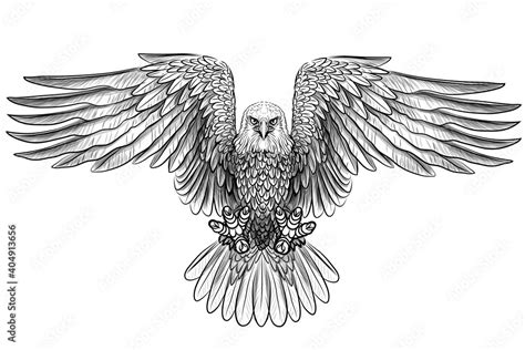 The eagle. Flying bald eagle. Graphic, black and white drawing of a bird of prey sketch on a ...