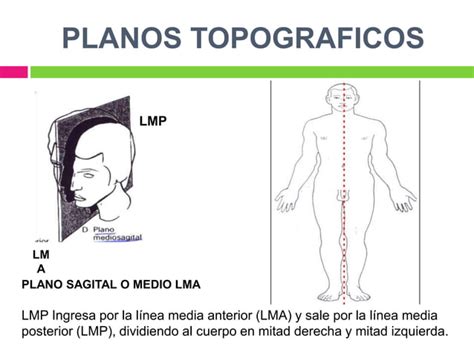 Anatomia Topografica Ppt