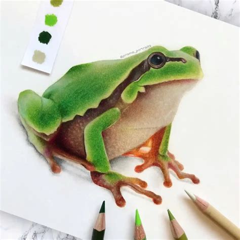 19 Easy Frog Drawing Ideas How To Draw Realistic And Cartoon Frogs