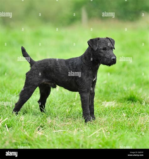 black patterdale terrier Stock Photo - Alamy