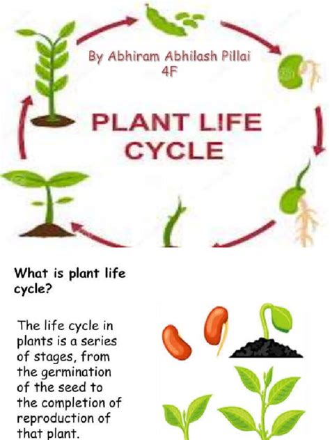 Plant Life Cycle By Abhiram 4fpptx From Search 0 Pdf