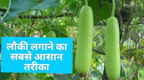 How To Grow Bottle Gourd Lauki Youtube