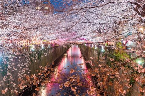 Premium Photo Cherry Blossom Lined Meguro Canal At Night In Tokyo