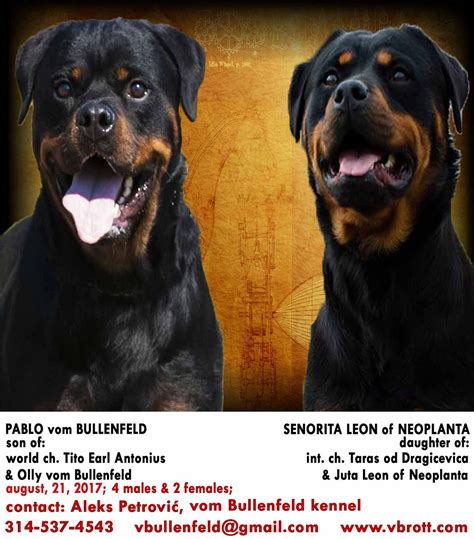 American Rottweiler And German Rottweiler Differences