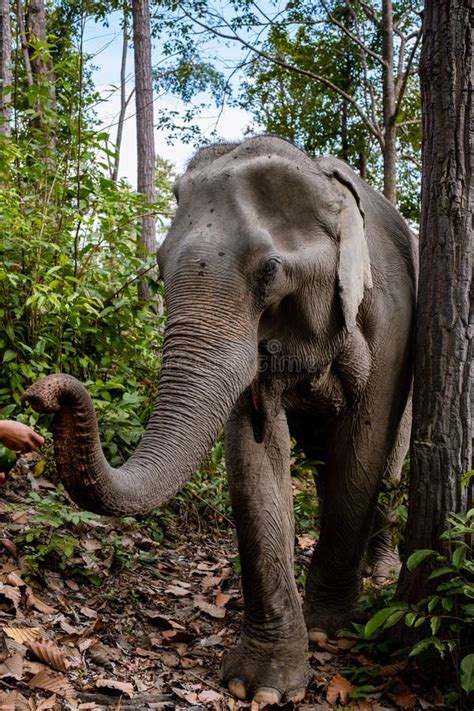 Elephant In The Jungle At A Sanctuary In Chiang Mai Thailand Elephant