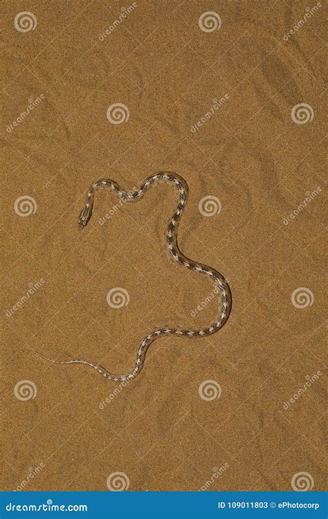 Awl Headed Snake Lytorhynchus Diadema Desert National Park Stock Image