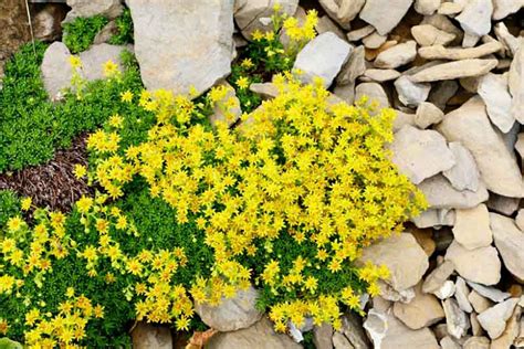 Sedum Acre Gold Moss