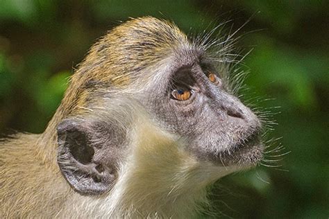 Invasores E Resistentes Macacos Verdes Conquistaram Ilha Caribenha