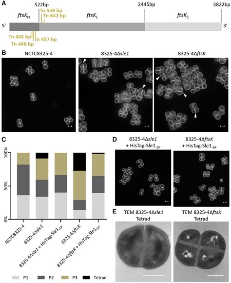 Cell Division Protein Ftsk Coordinates Bacterial Chromosome Segregation