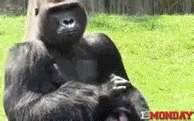 Happy Monkey GIF by FirstAndMonday - Find & Share on GIPHY