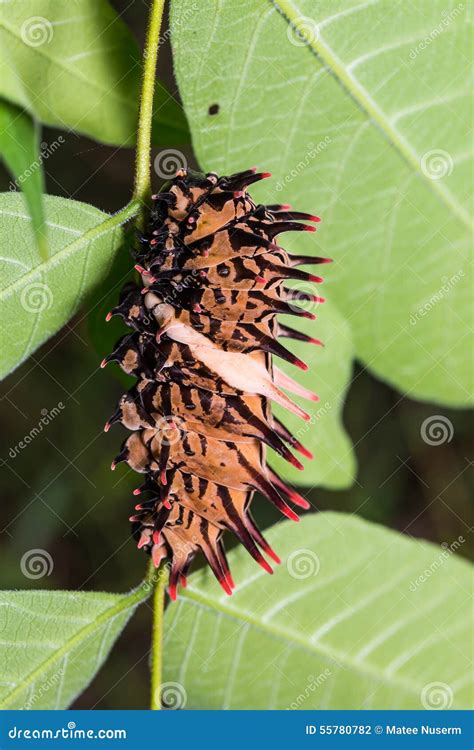 Trattore A Cingoli Birdwing Dorato Della Farfalla Fotografia Stock