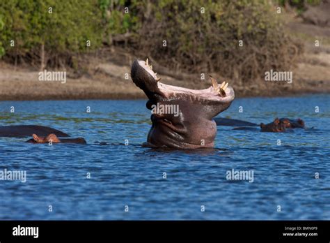 A Pod Of Hippopotamus Hippopotamus Amphibius In The Chobe River In