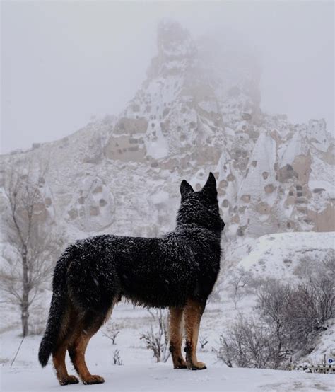 Premium Photo Wolf Standing On Snow Against Mountains